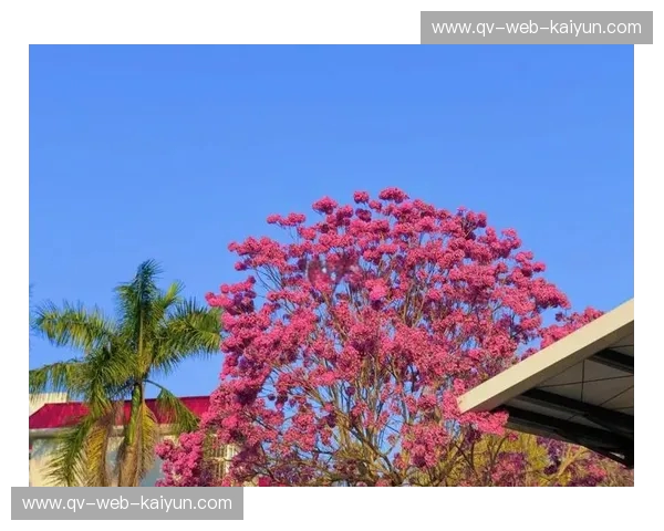 粉色风暴席卷樱花之都，北国之狮能否绝地反击？——大阪樱花vs冈萨多战术与热血的终极碰撞